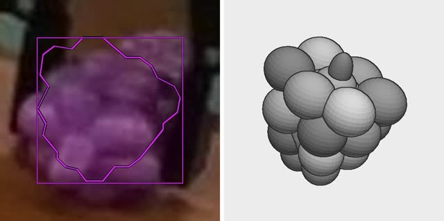 Real grapes with their outline, beside the designed grapes